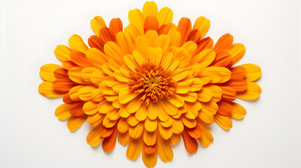 yellow flower palette design on white background