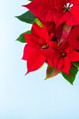 Beautiful Christmas Poinsettia flower closeup on a blue background, Merry Christmas and Happy New Year concept