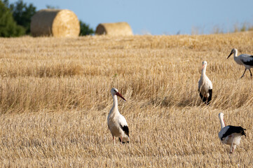 Storks ( Ciconiidae ) on a stubble field between hay bales