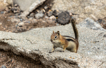 An Adorable Least Chipmunk in Rocky Mountains, Colorado