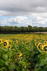 View of field of beautiful  yellow and green sunflowers as taken from behind with flowers facing away on farmland on sunny summer day