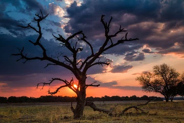 Foto op Aluminium Sunset, South Luangwa National Park, Zambia, Africa. © Frances