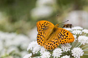 Kaisermantel Schmetterling