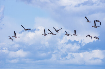 Wild Geese Flying Overhead