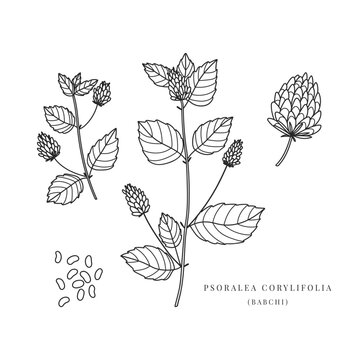 Hand drawn Psoralea corylifolia plant