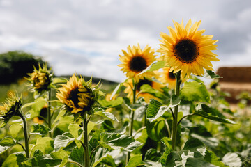 Beautiful bright yellow sunflowers lined up together in field of flowers on farm land on sunny summer day