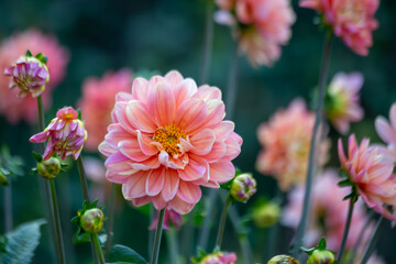 Gorgeous pink dahlia flower. Gardening, perennial flowers, landscaping.