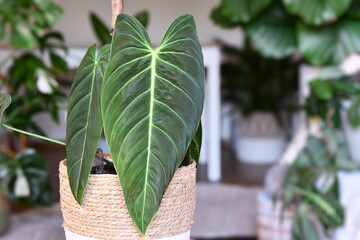 Tropical 'Philodendron Melanochrysum' houseplant with long velvet leaves in flower pot on table in...