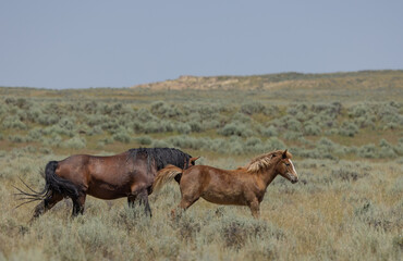 Wild Horses in the Wyoming Desert in Summer