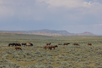Fototapeta na wymiar Wild Horses in the Wyoming Desert in Summer