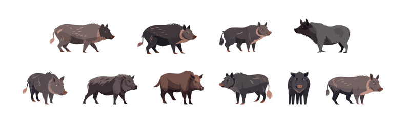 Wild boar set flat cartoon isolated on white background. Vector isolated illustration