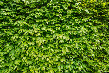 green leaves texture and natural background