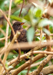 Female Blackbird (Turdus merula) at Botanic Gardens, Dublin, Ireland