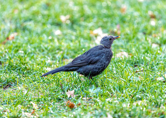 Female Blackbird (Turdus merula) at Botanic Gardens, Dublin, Ireland