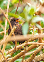 Female Blackbird (Turdus merula) at Botanic Gardens, Dublin, Ireland