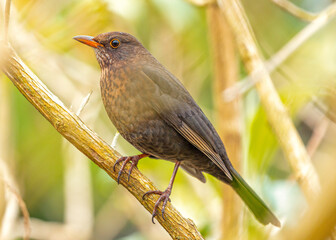 Female Blackbird (Turdus merula) at Botanic Gardens, Dublin, Ireland