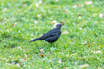 Female Blackbird (Turdus merula) at Botanic Gardens, Dublin, Ireland