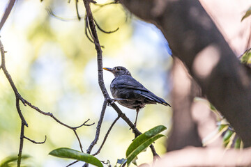 Female Blackbird (Turdus merula) at Botanic Gardens, Dublin, Ireland