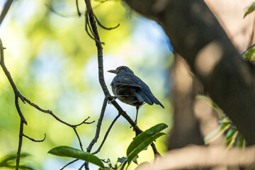 Female Blackbird (Turdus merula) at Botanic Gardens, Dublin, Ireland
