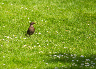 Female Blackbird (Turdus merula) at Botanic Gardens, Dublin, Ireland