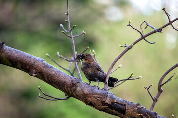 Female Blackbird (Turdus merula) at Botanic Gardens, Dublin, Ireland
