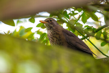 Female Blackbird (Turdus merula) at Botanic Gardens, Dublin, Ireland