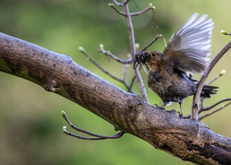 Female Blackbird (Turdus merula) at Botanic Gardens, Dublin, Ireland