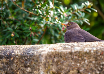 Female Blackbird (Turdus merula) at Botanic Gardens, Dublin, Ireland