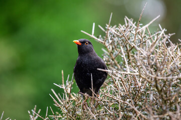 Male Blackbird (Turdus merula) in Phoenix Park, Dublin, Ireland