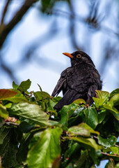 Male Blackbird (Turdus merula) in Phoenix Park, Dublin, Ireland