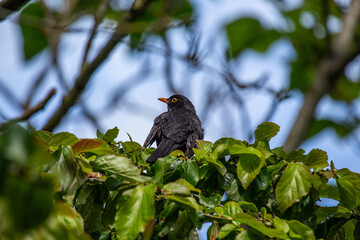 Male Blackbird (Turdus merula) in Phoenix Park, Dublin, Ireland