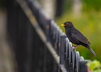 Male Blackbird (Turdus merula) in Phoenix Park, Dublin, Ireland