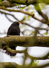 Male Blackbird (Turdus merula) in Phoenix Park, Dublin, Ireland