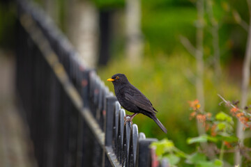 Male Blackbird (Turdus merula) in Phoenix Park, Dublin, Ireland