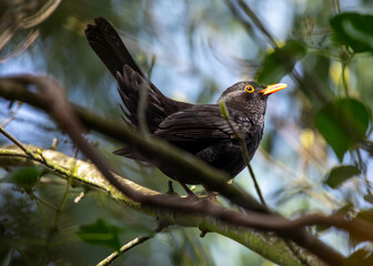 Male Blackbird (Turdus merula) in Phoenix Park, Dublin, Ireland