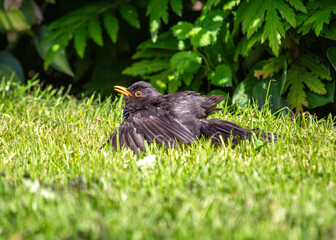 Male Blackbird (Turdus merula) in Phoenix Park, Dublin, Ireland
