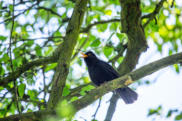 Male Blackbird (Turdus merula) in Phoenix Park, Dublin, Ireland