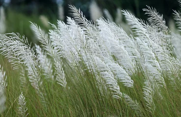 Foto op Aluminium Kans grass or wild sugarcane.Saccharum spontaneum is a species of perennial grass in the family true grasses. this photo was taken from Bangladesh. © Tareq