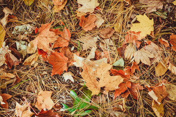 Autumn colorful leaves in fall on ground. Maple leaves. Nature background