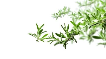 Green aromatic herbs flying in the air, selective focus, white background