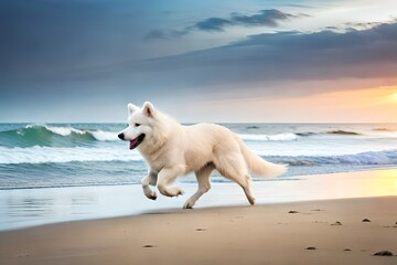 Samoyed dog running on sea beach