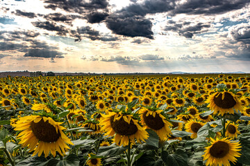 Fototapeta premium field of sunflowers