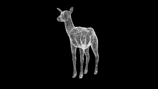 3D Fawn rotates on black background. Zoo Park concept. Wild animals. Business advertising backdrop. For title, text, presentation. 3d animation 60 FPS