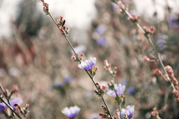 chicory. meadow summer flowers