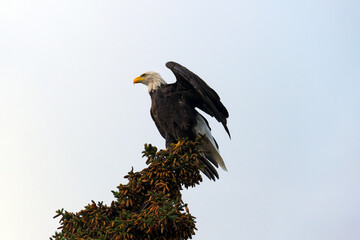 Bald Eagle