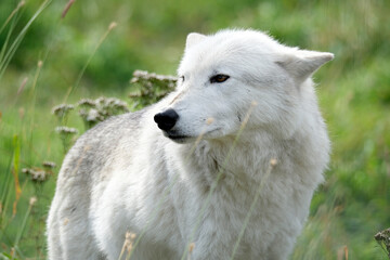 Arctic Wolf