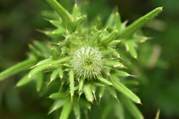 Burdock blooms. Large herbaceous old world plant of the daisy family