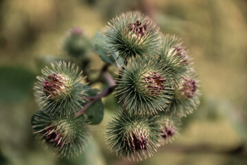 Fototapeta premium branch with thorns - thistle