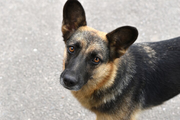 A mongrel dog that lives on the street looks at a person.
