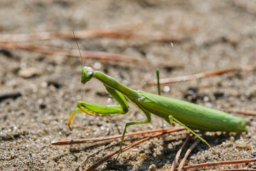 Green ordinary mantis, religious mantis close-up on a sandy background, macro photo.
